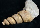 Huge Gastropod Fossil From Morocco #11048-1
